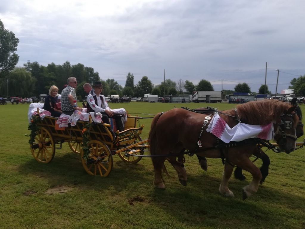 15 konjogojska izložba