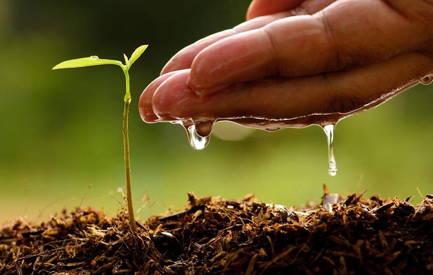 grow