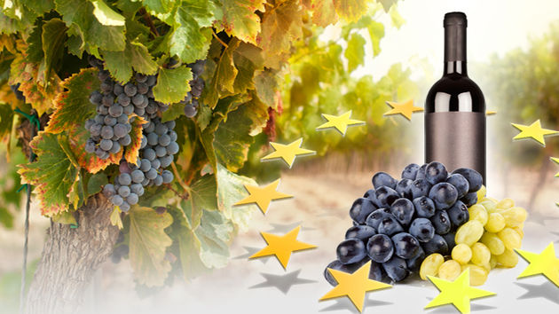 vino2